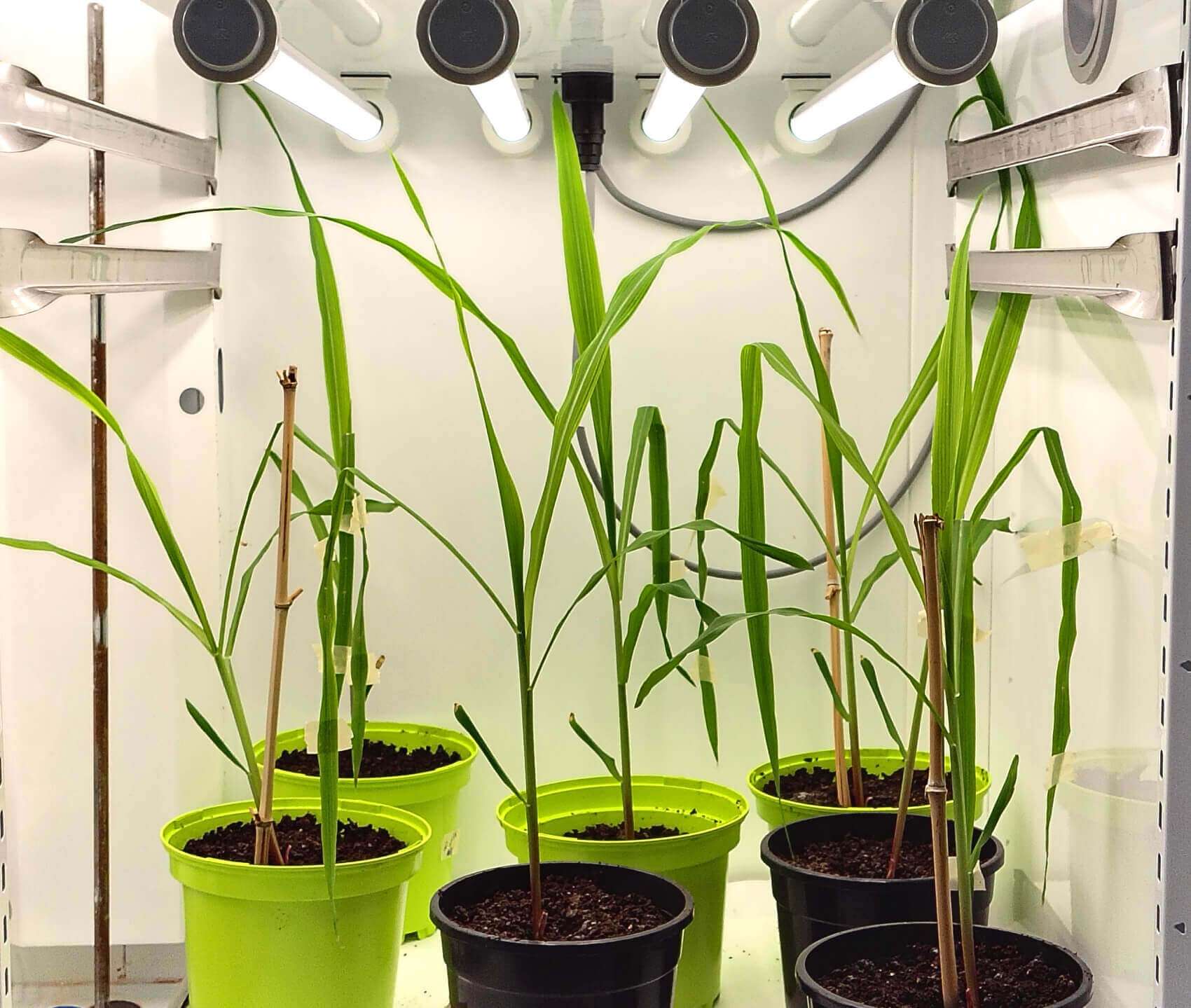 Plantas de maíz