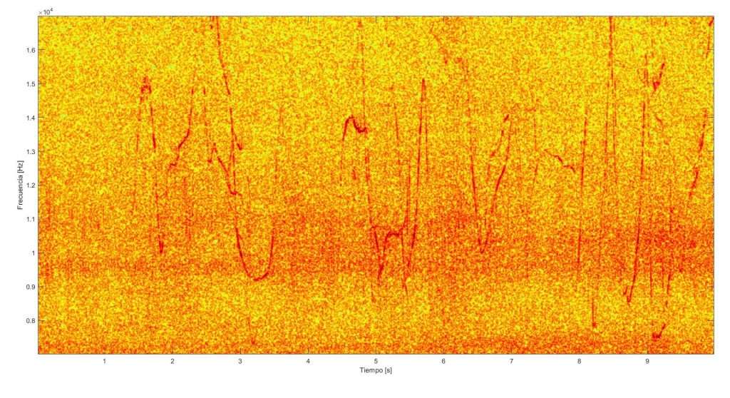 Silbidos de delfines. Fuente: Grupo de Acústica Submarina del IEO-CSIC