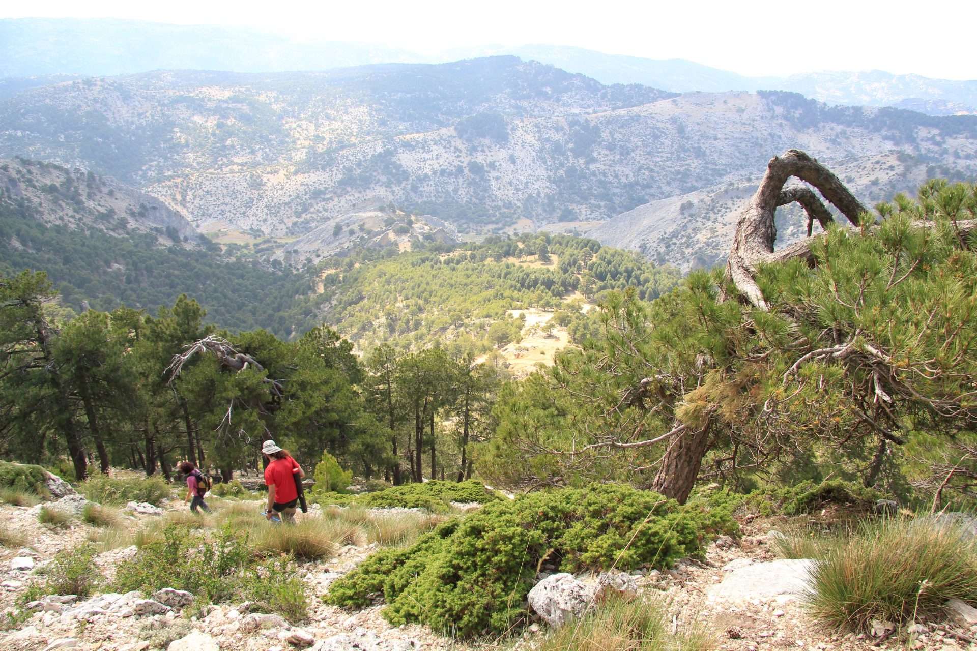 Somos bosque: la sorprendente vida, memoria y superpoderes de los bosques viejos