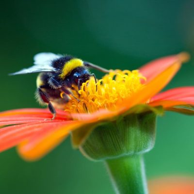 Cómo impactan los factores de estrés en las abejas-nuevos resultados del proyecto PoshBee